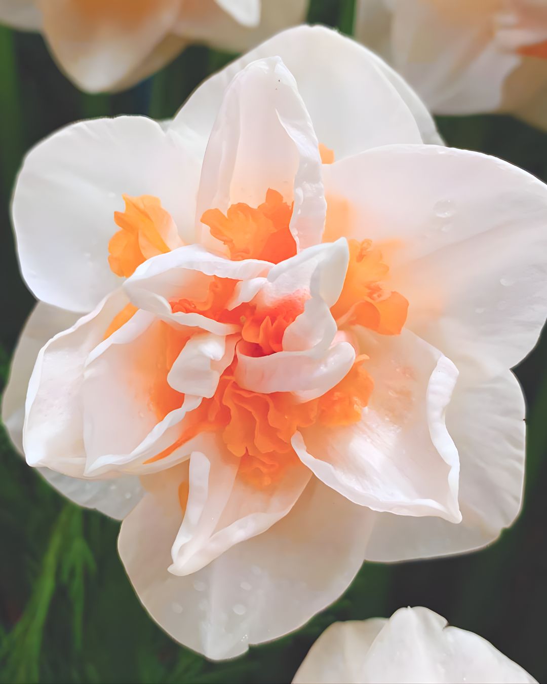 Bulbos De Narcisos PREVENTA