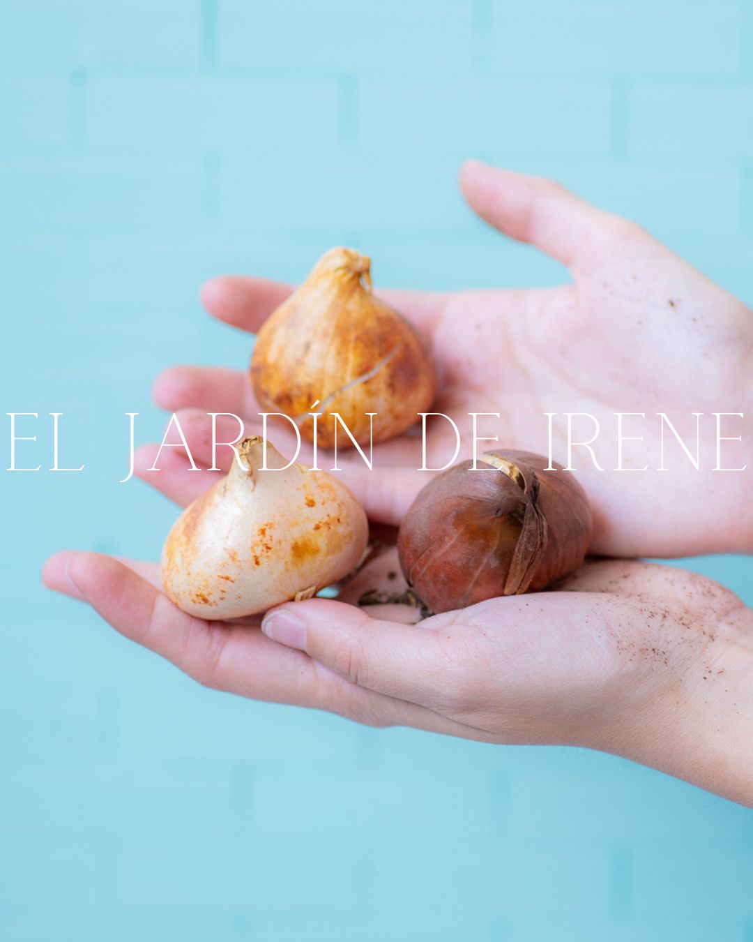 Bulbos de Tulipán PREVENTA