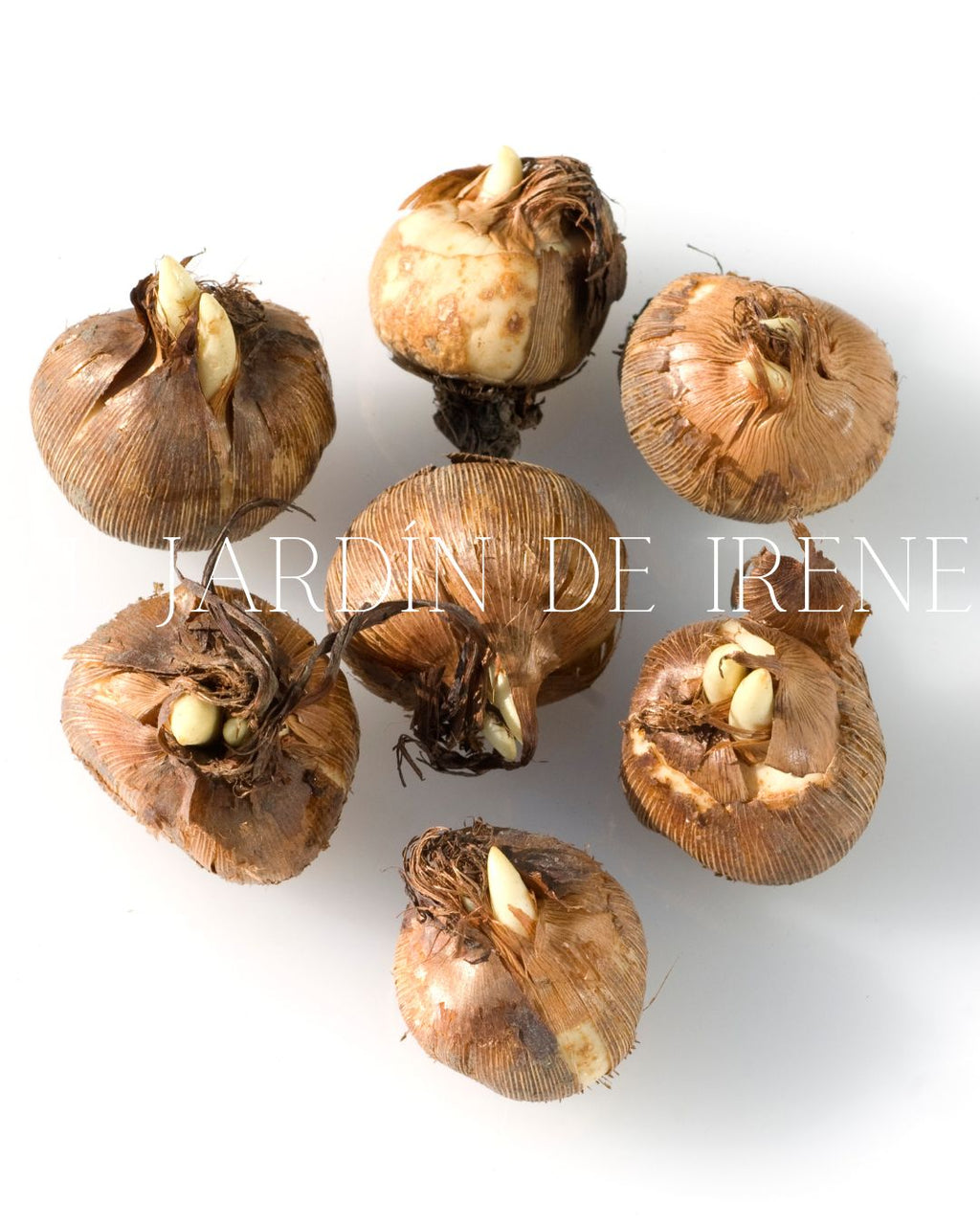 Bulbos de Crocus