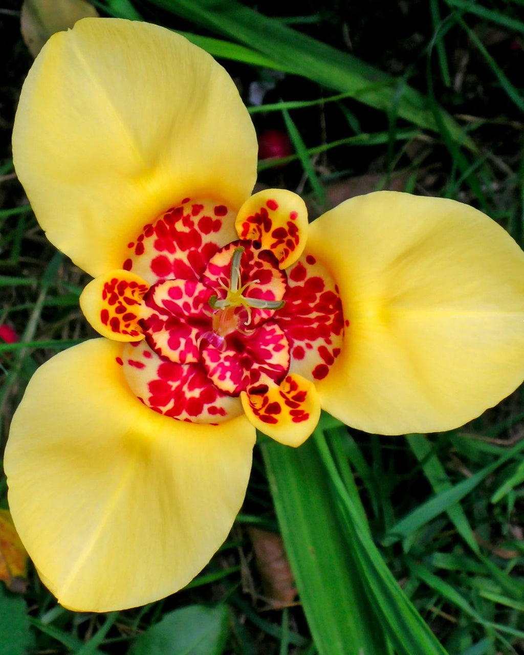 Bulbos de Tigridia