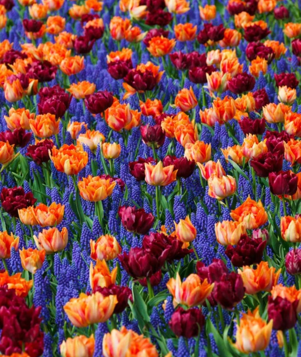 Bulbos de Tulipán PREVENTA