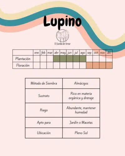 Semillas de Lupino