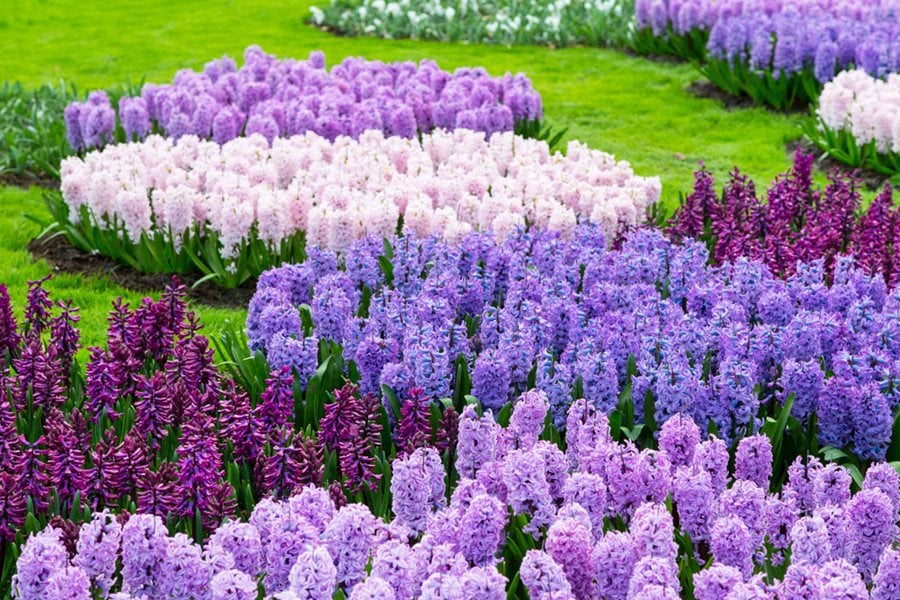 Bulbos de Jacinto