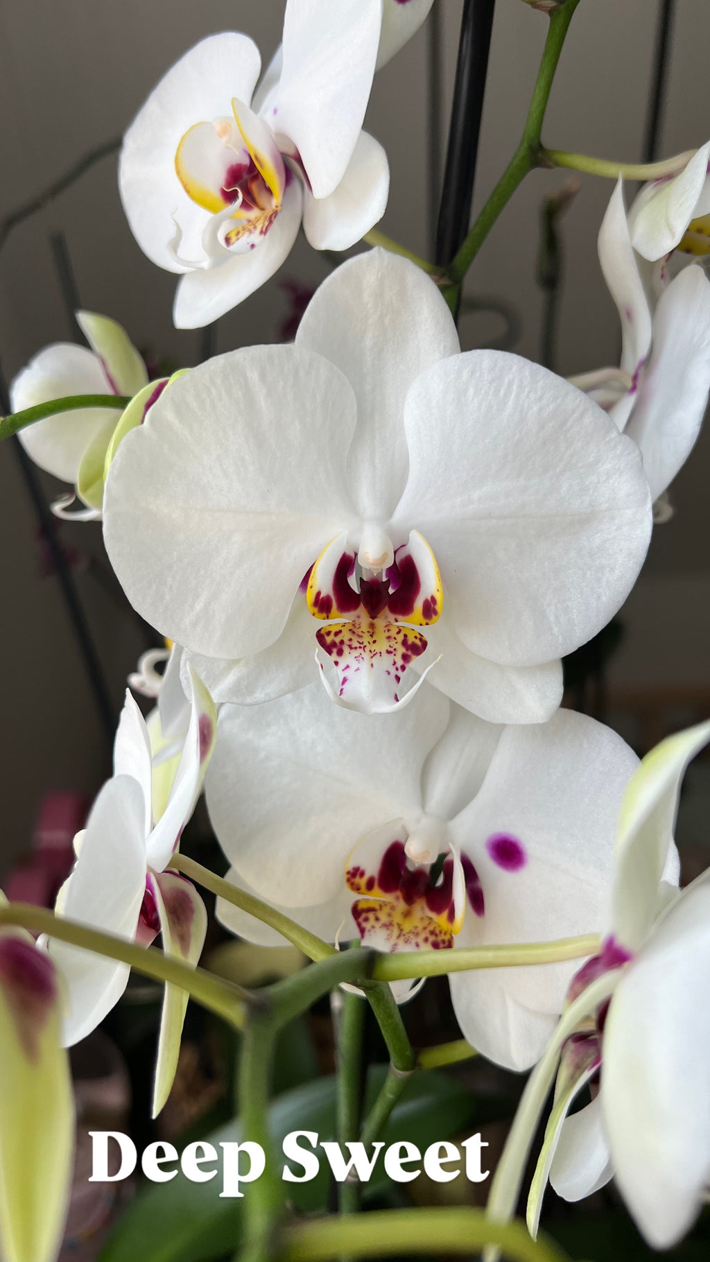 Orquídea Grande + Fertilizante