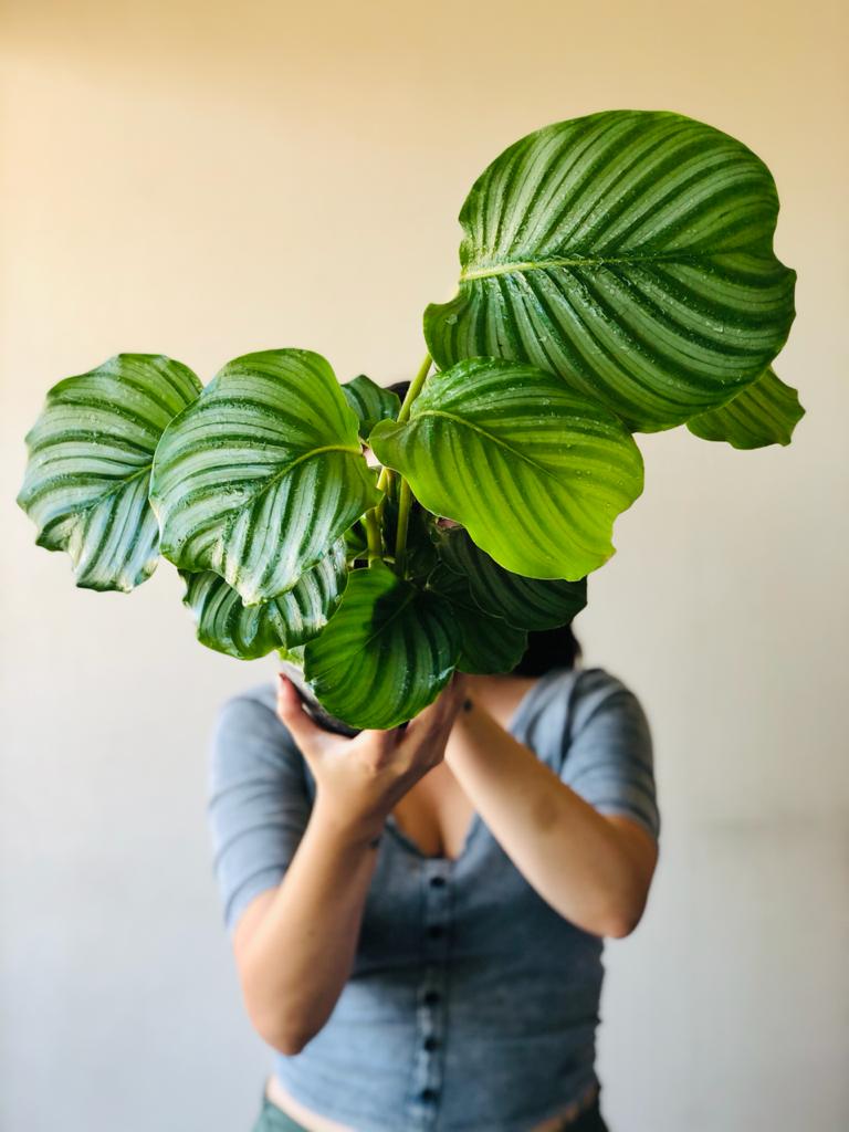 Taller PRESENCIAL "Plantas de Interior"