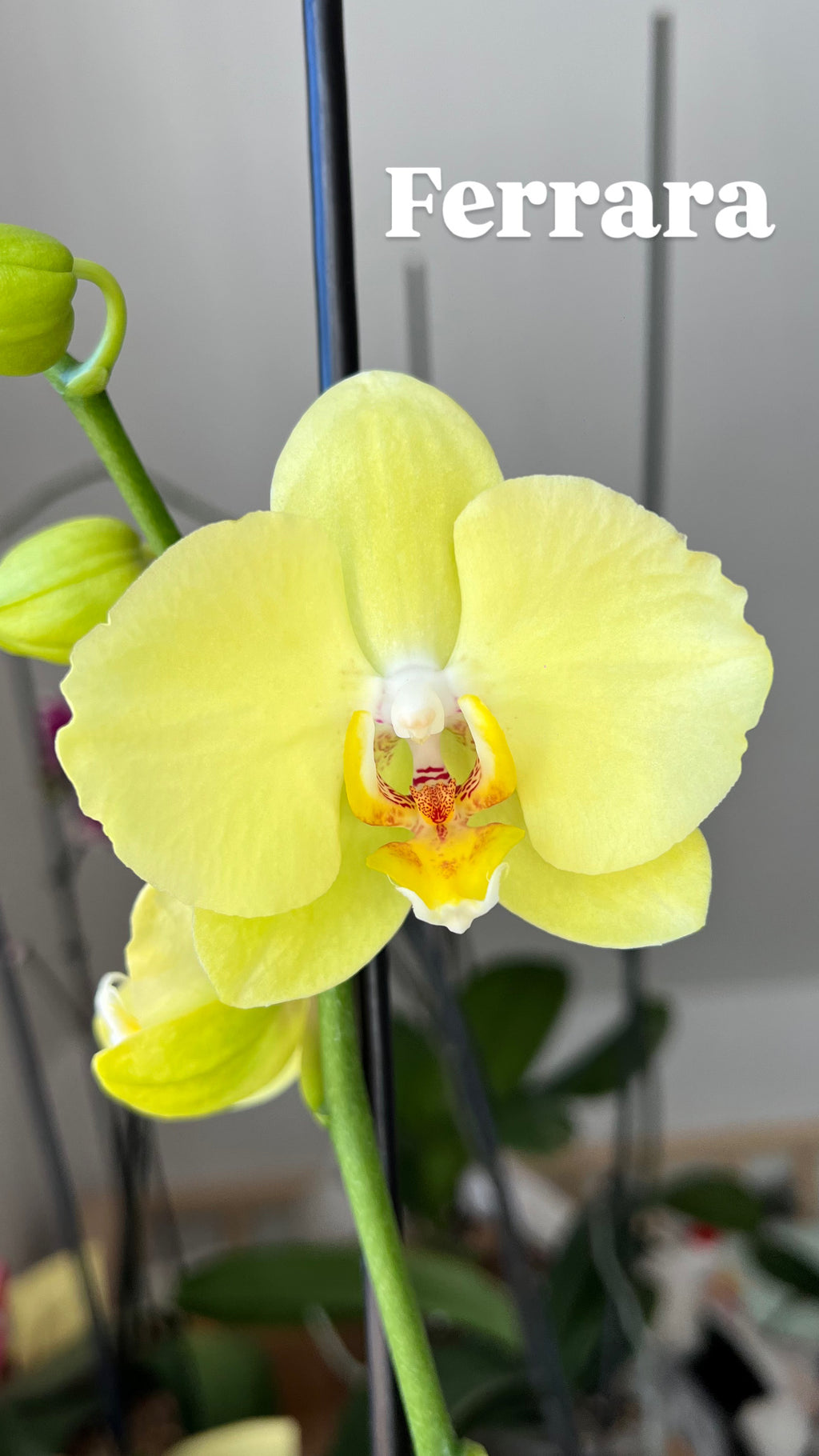 Orquídea Grande + Fertilizante