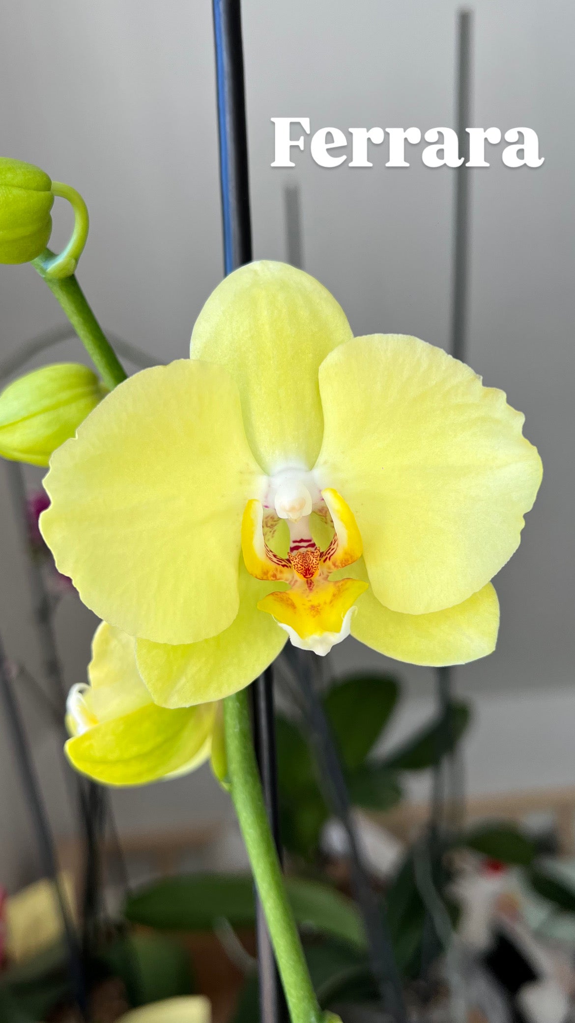 Orquídea Grande + Fertilizante