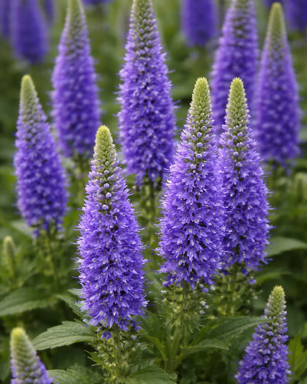 Semillas de Veronica Spicata Rocalba