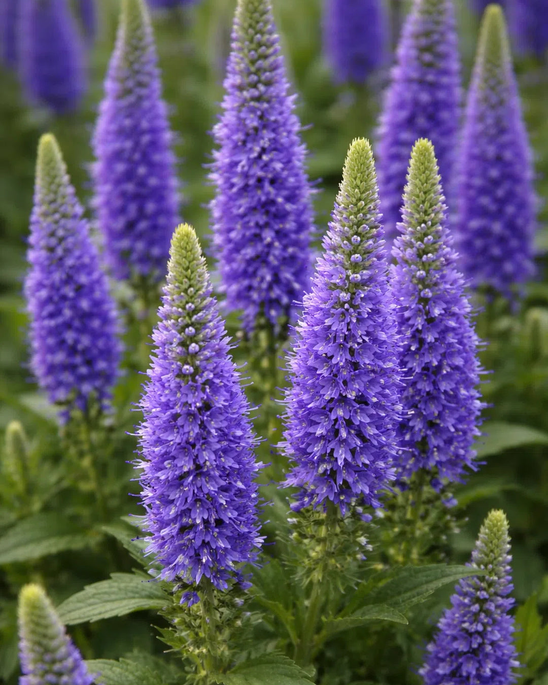 Semillas de Veronica Spicata Rocalba
