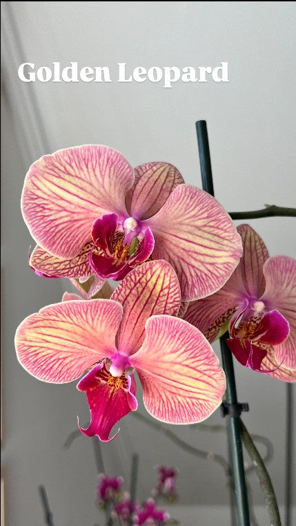 Orquídea Grande
