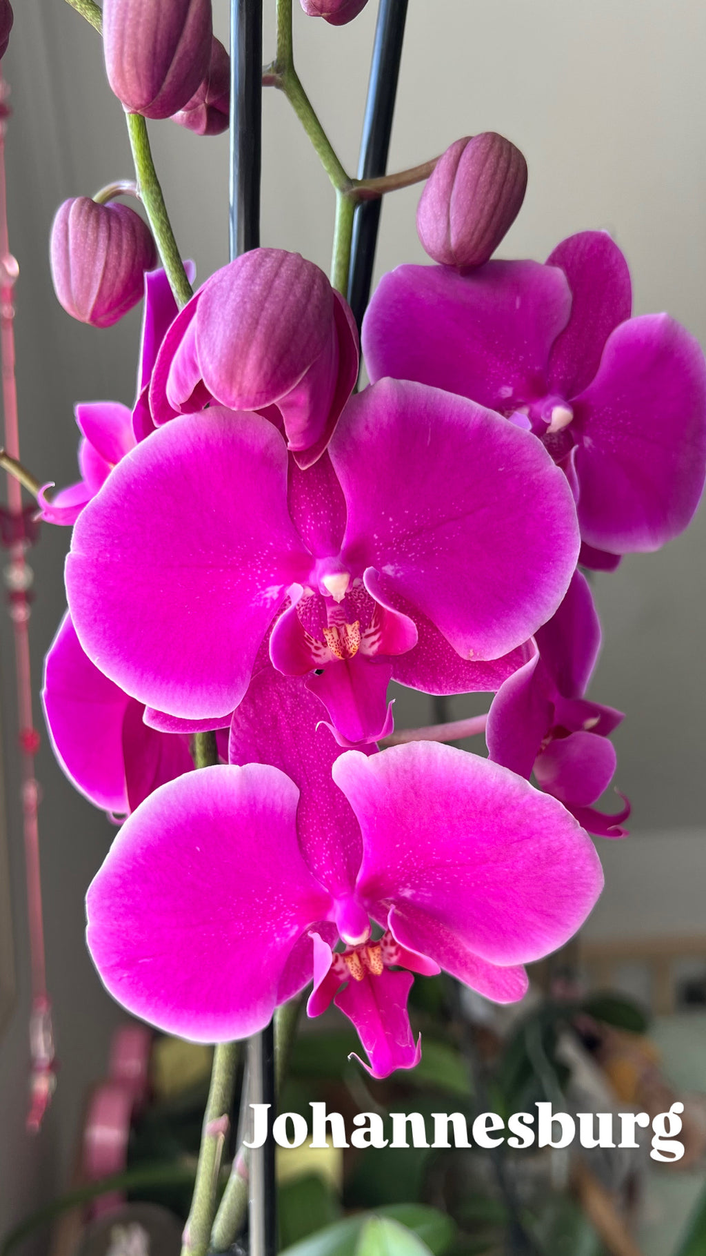 Orquídea Grande + Fertilizante