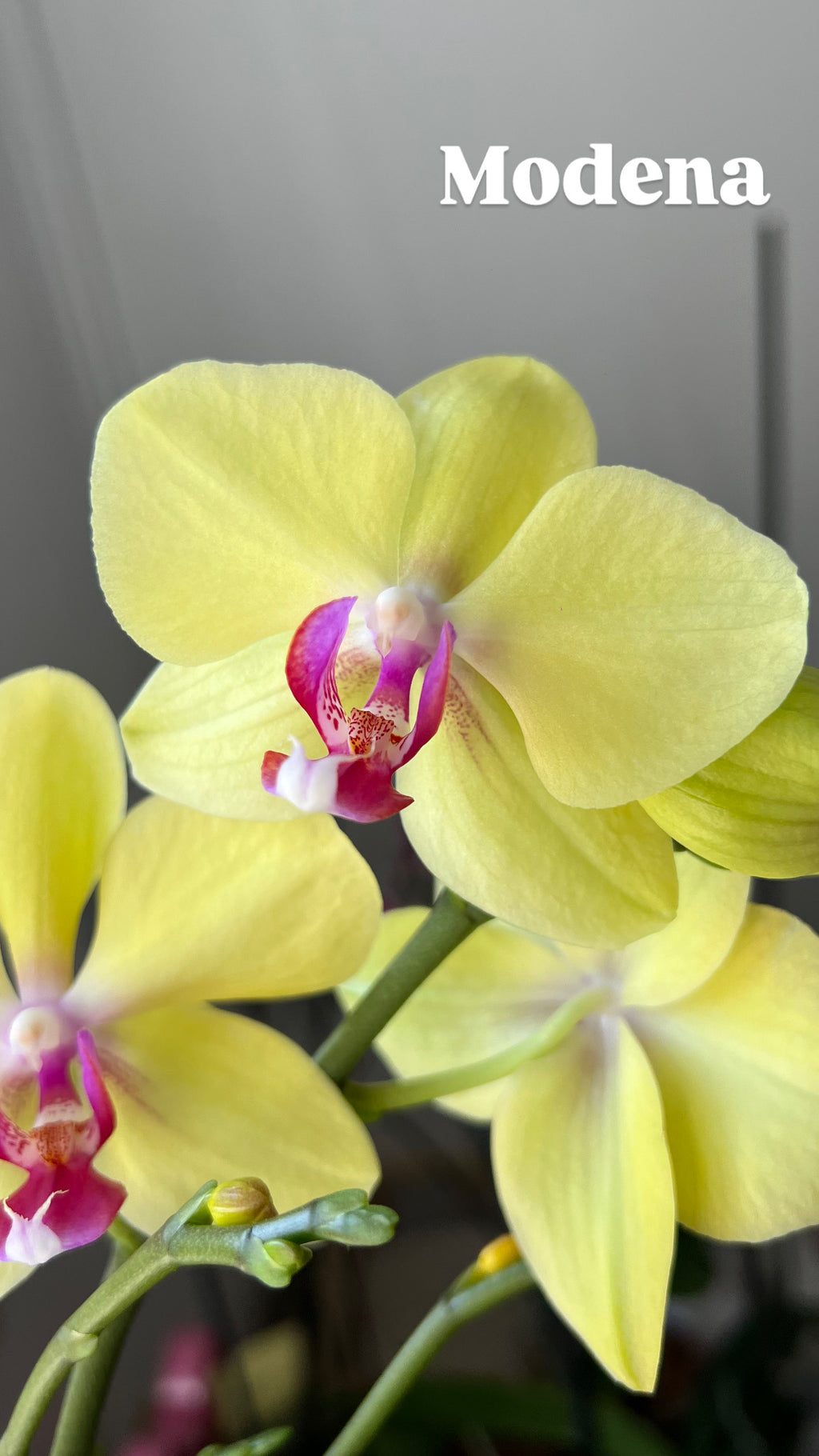 Orquídea Grande + Fertilizante