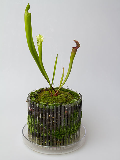 Maceta Orquídeas Orchitop