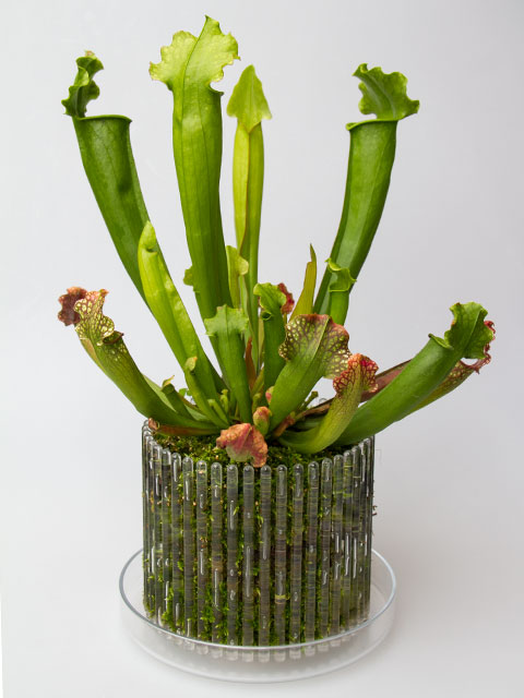 Maceta Orquídeas Orchitop