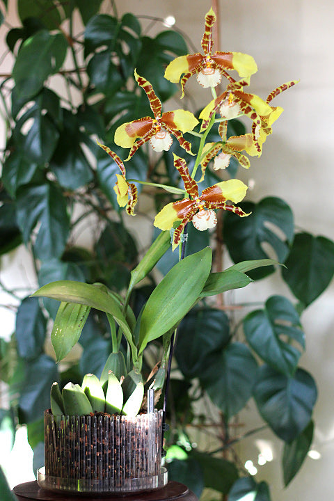 Maceta Orquídeas Orchitop