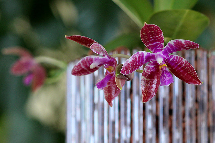 Maceta Orquídeas Orchitop