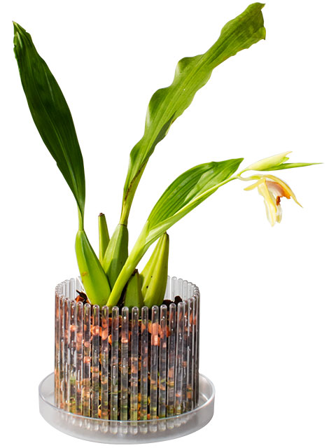 Maceta Orquídeas Orchitop