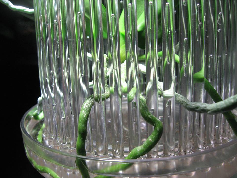 Maceta Orquídeas Orchitop