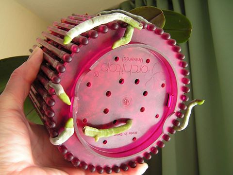 Maceta Orquídeas Orchitop