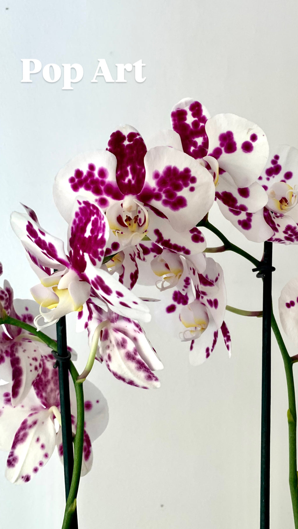 Orquídea Grande + Fertilizante