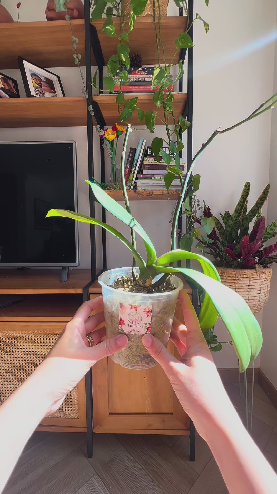 PROMO Maceta Masgabana Tapón + Sustrato Orquídea