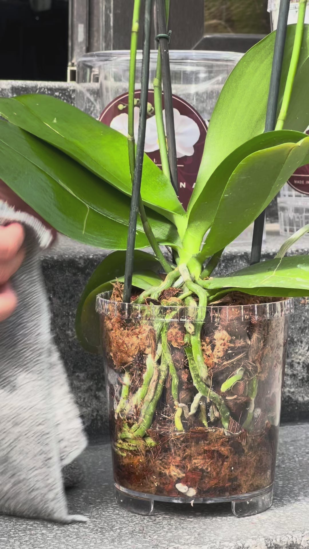Pack Orquídea "Mi primera planta"