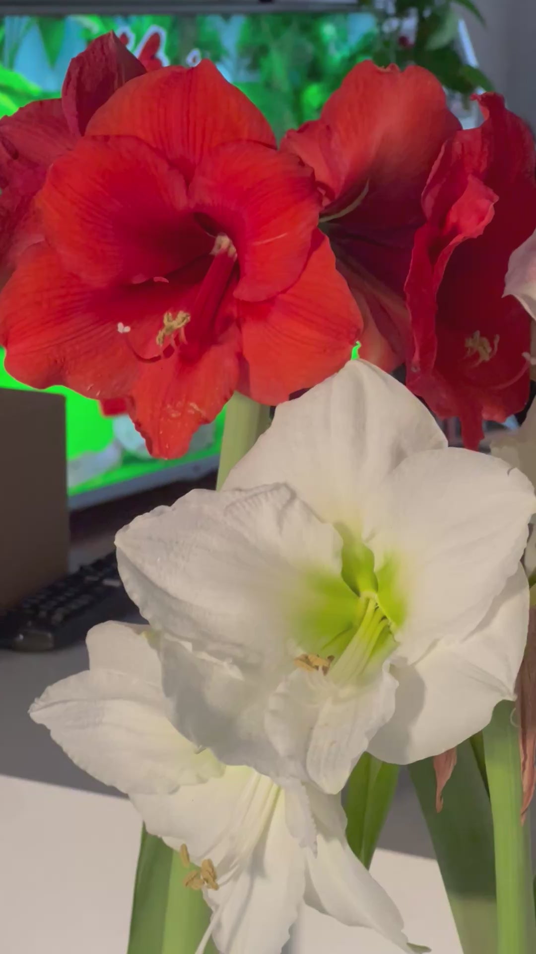 Amaryllis Wax