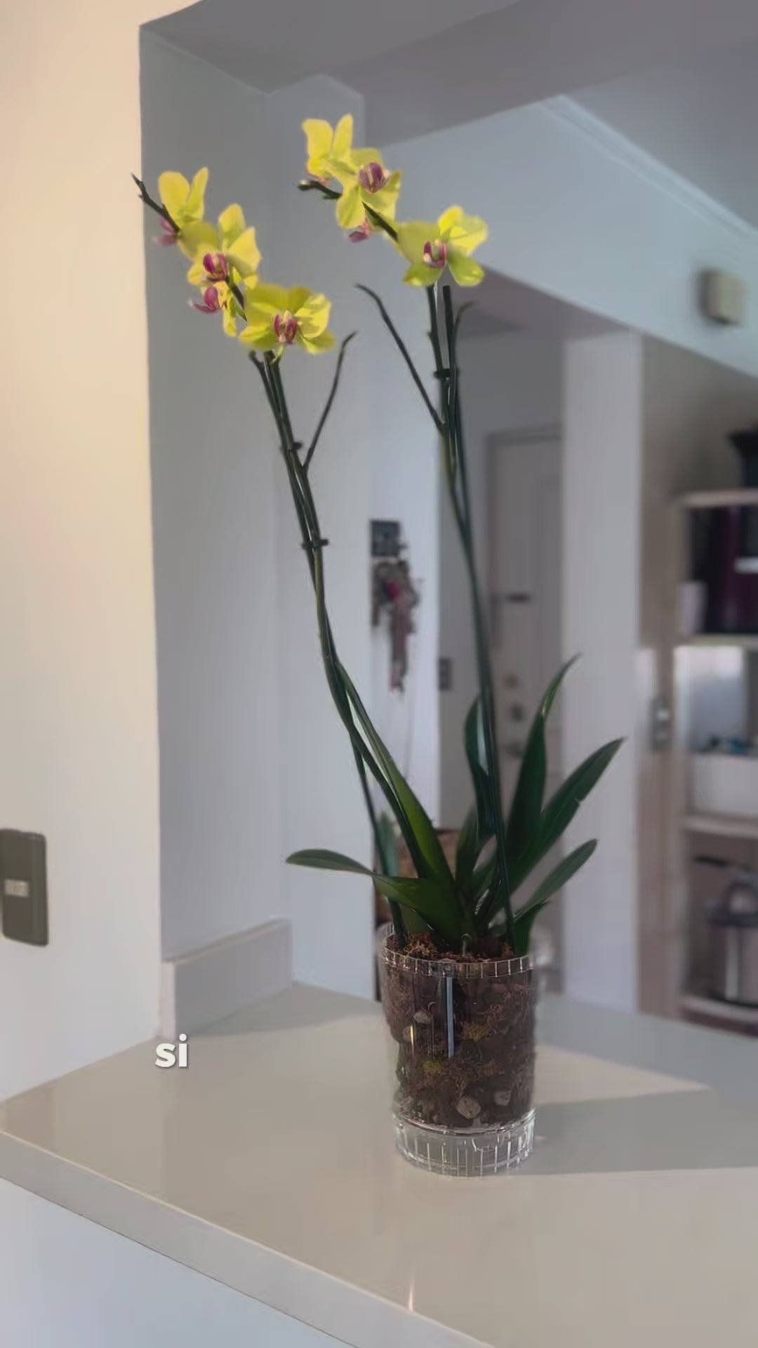 Arreglo Orquídea "Nuvola"