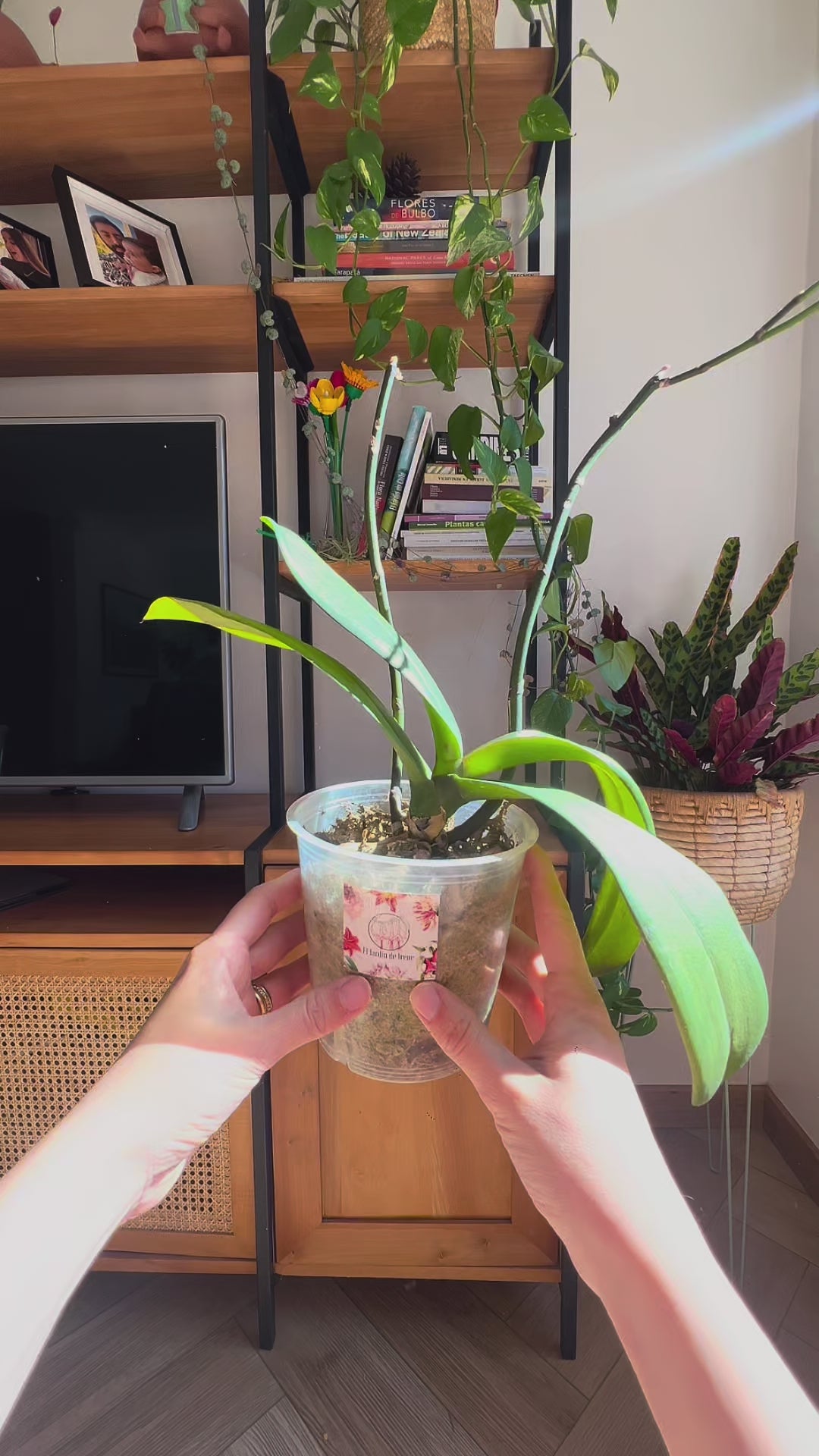 Pack Trasplante Orquídea PREMIUM