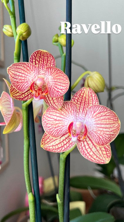 Orquídea Grande