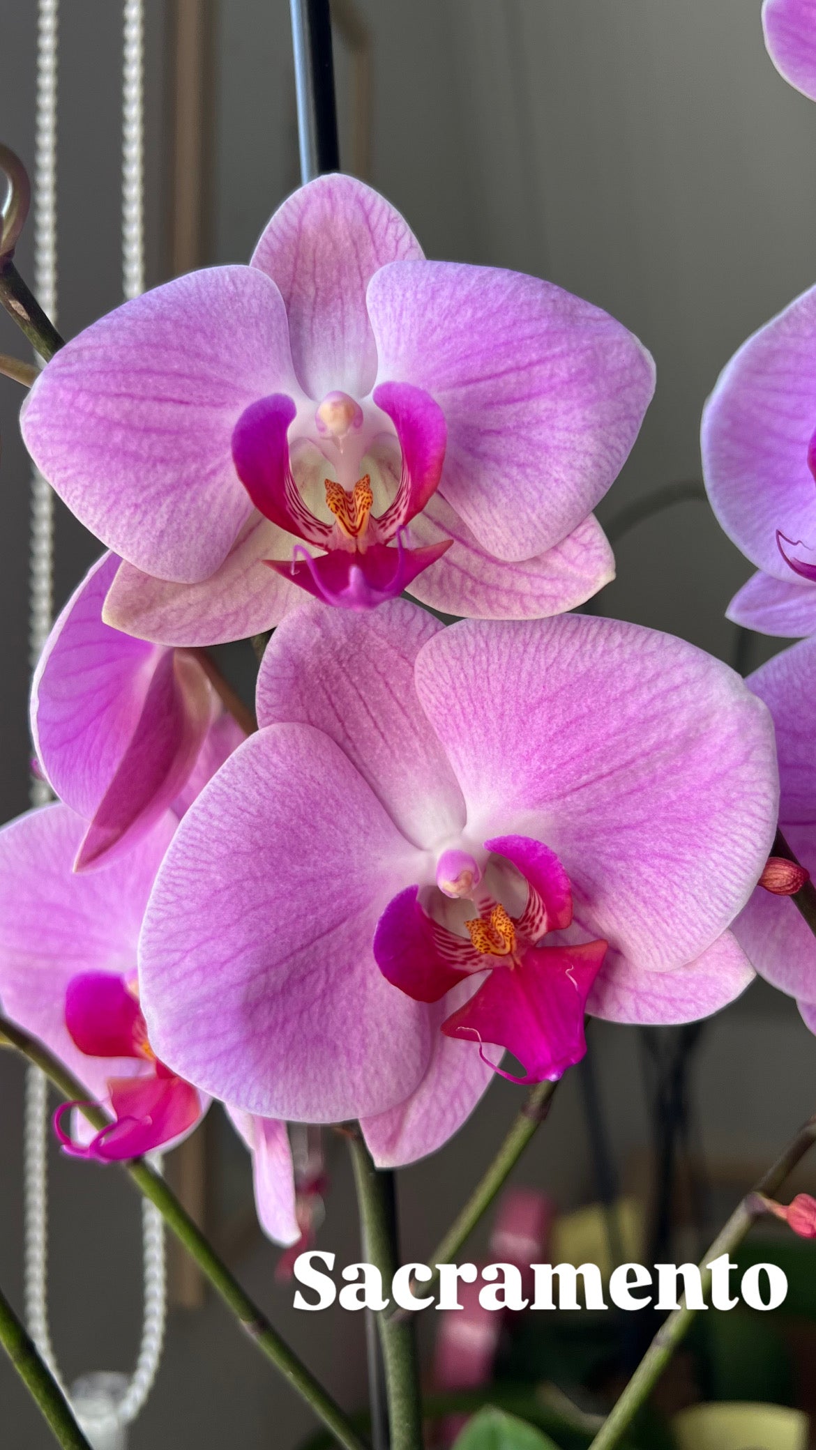 Orquídea Grande + Fertilizante