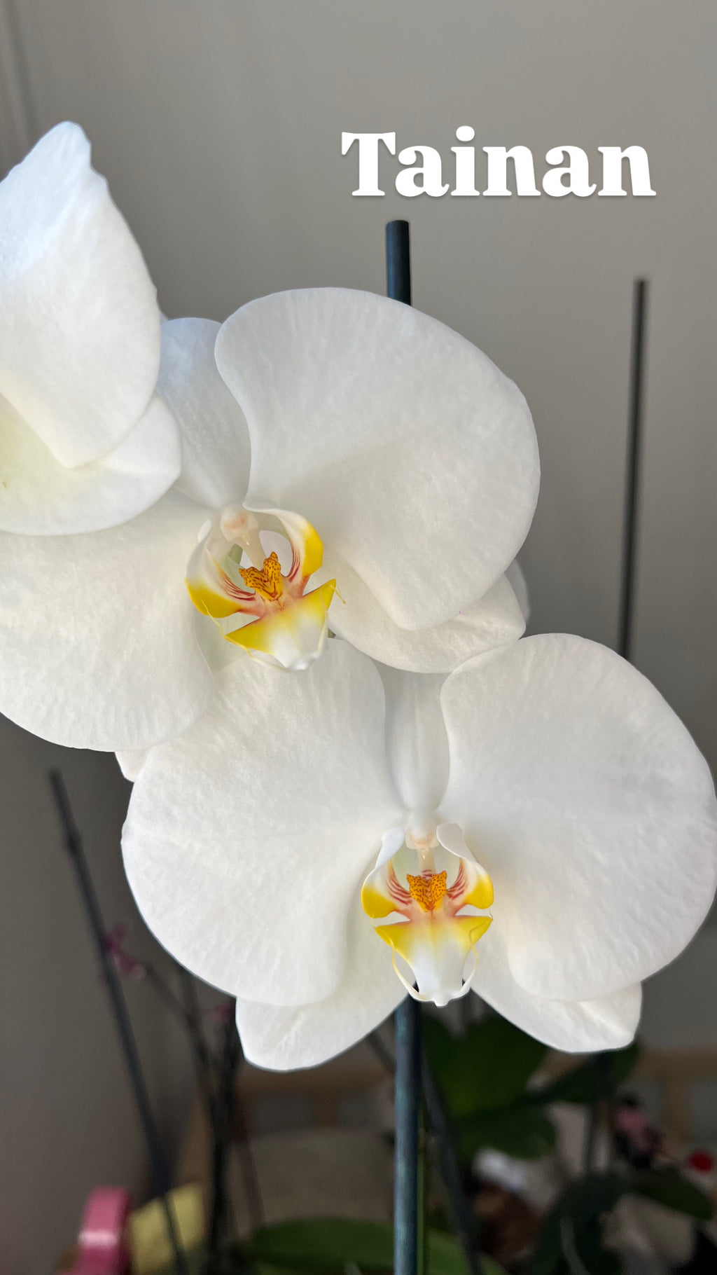 Orquídea Grande + Fertilizante