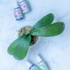 Fertilizante Orquídeas A+B