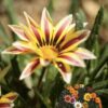 Gazania