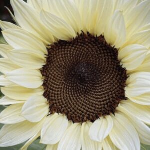 Girasol Bicolor – El Jardín de Irene