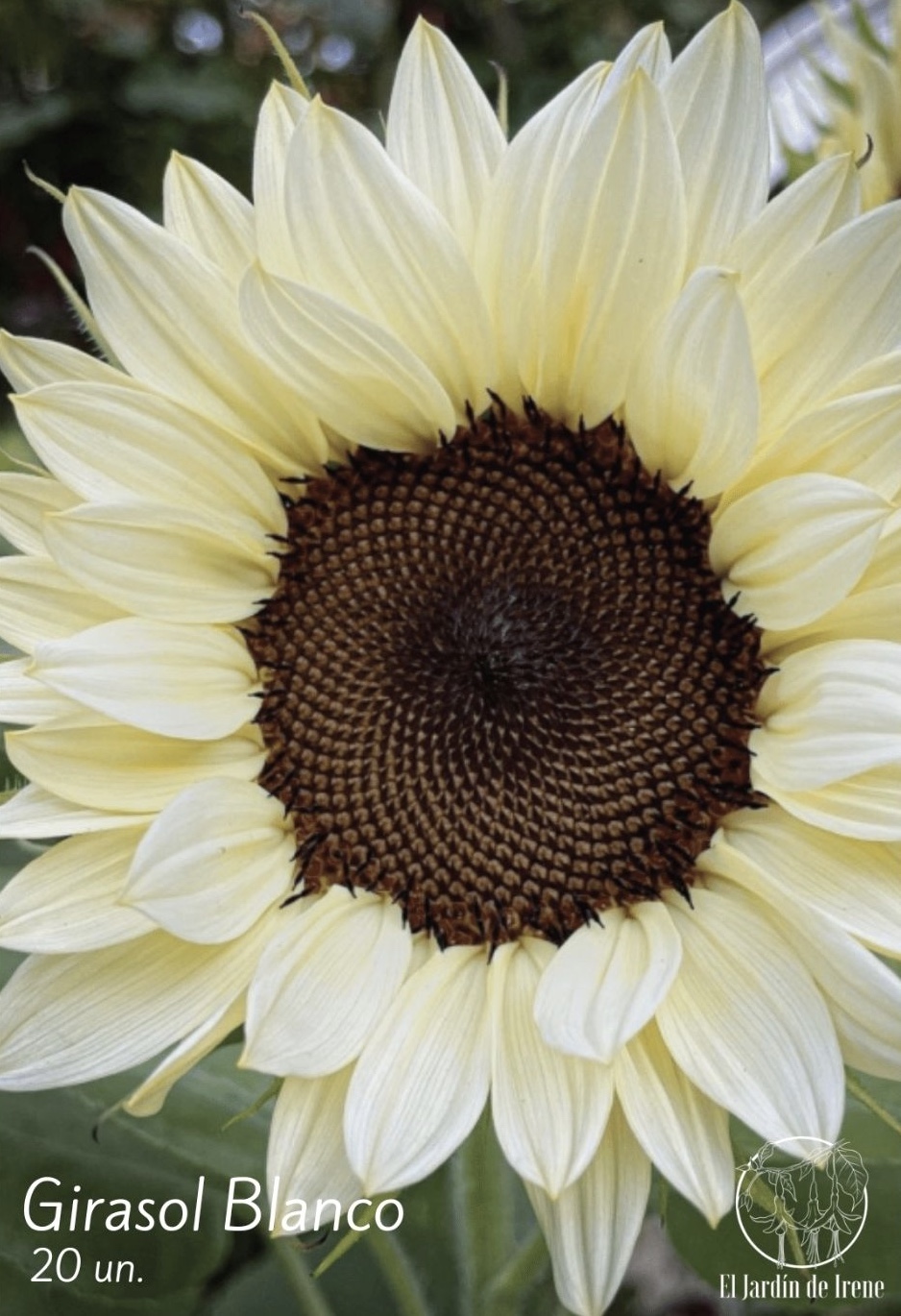 Girasol Blanco – El Jardín de Irene