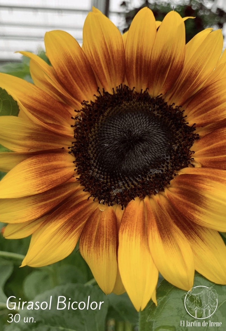 Girasol Bicolor – El Jardín de Irene