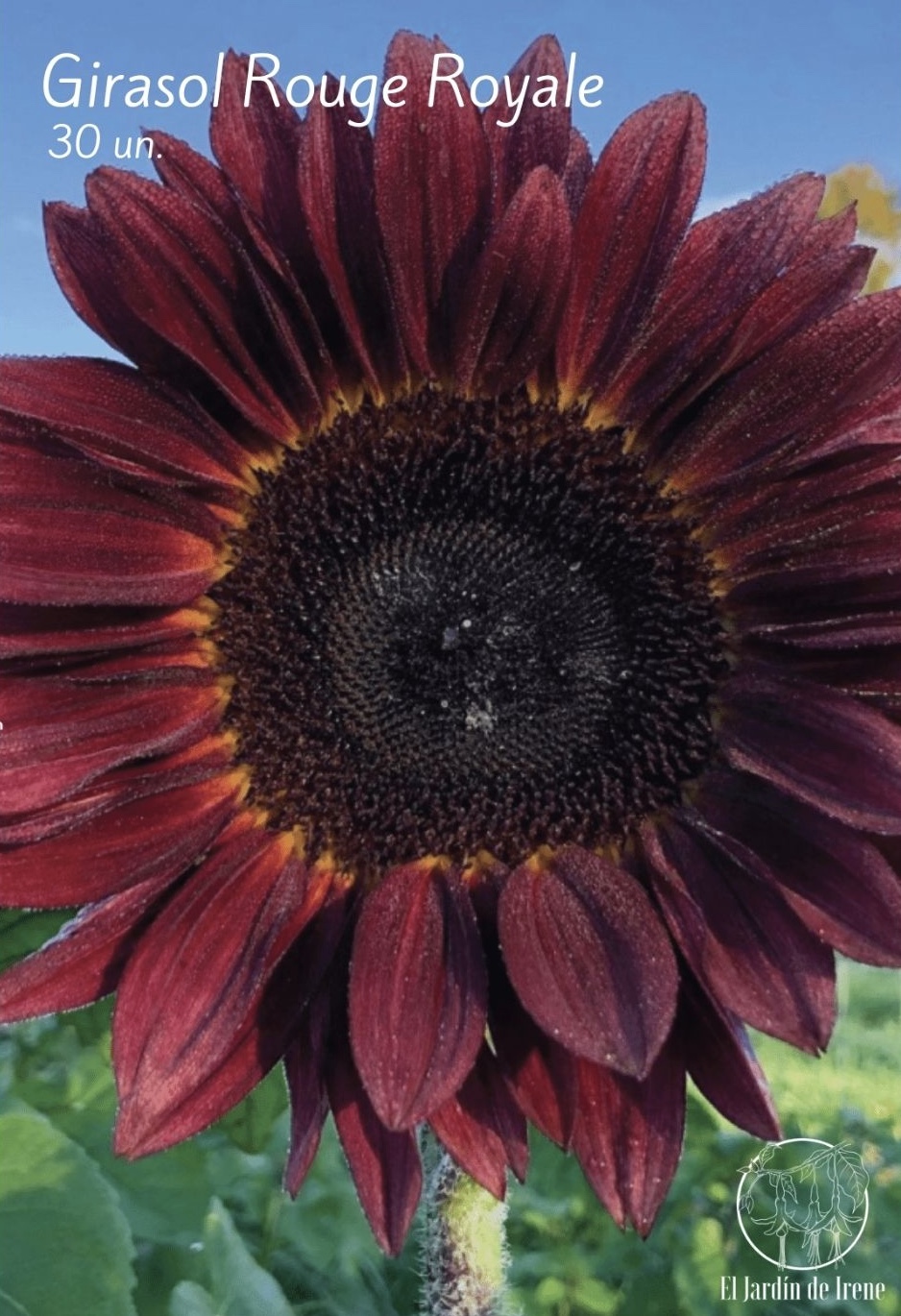 Girasol Rouge Royale – El Jardín de Irene