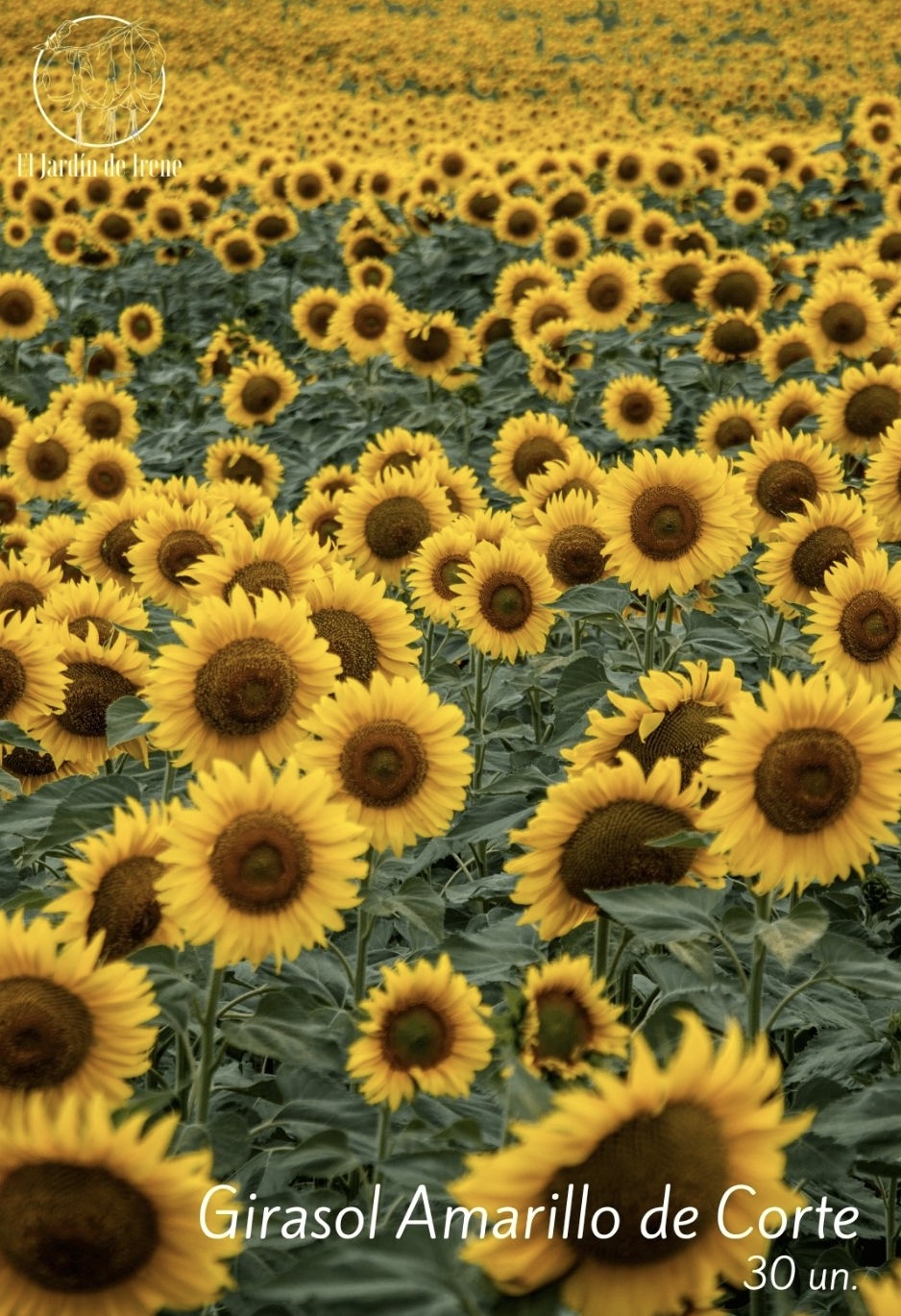 Girasol Amarrillo de Corte – El Jardín de Irene