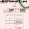 Antirrhinum (Perritos Enanos) - Imagen 4