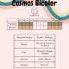 Cosmo Bicolor - Imagen 4
