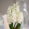 Bulbos de Jacintos - Imagen 7