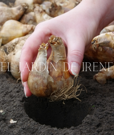 Bulbos De Narcisos - Imagen 7