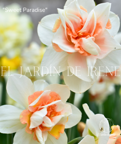 Bulbos De Narcisos