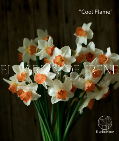 Bulbos De Narcisos - Imagen 6
