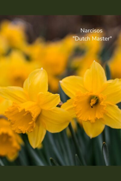 Bulbos De Narcisos - Imagen 4