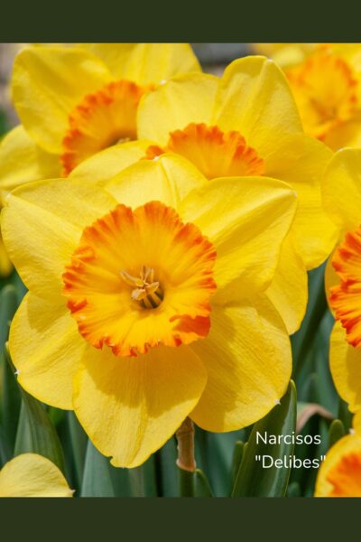 Bulbos De Narcisos - Imagen 3