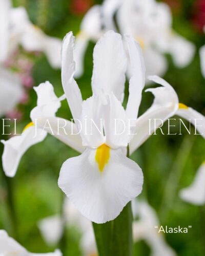 Bulbos de Iris Holandica - Imagen 10