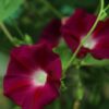 Suspiro Fucsia