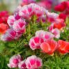Godetia (Percala) - Imagen 2